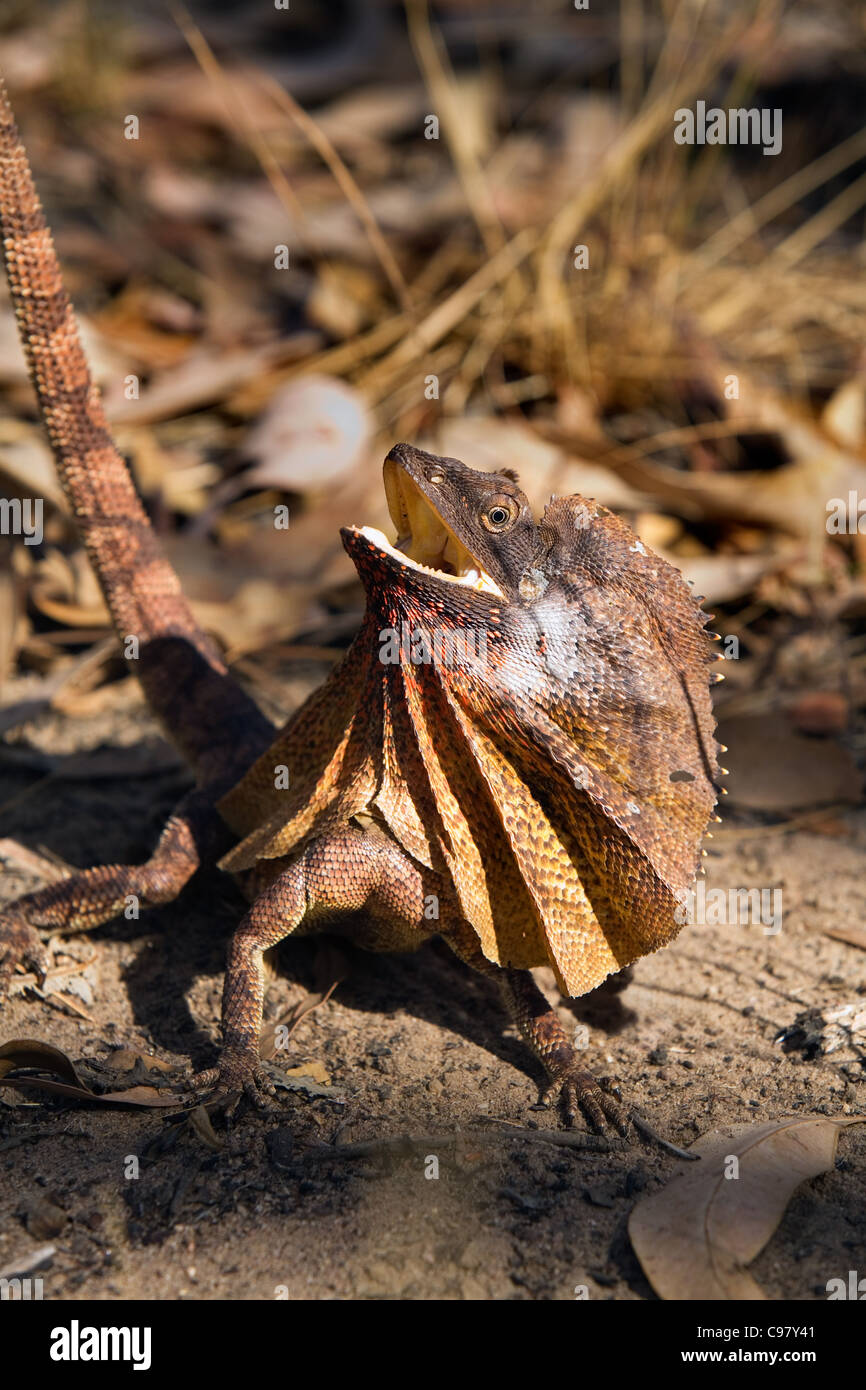 Frill-necked Lizard (Chlamydosaurus kingii).  Kakadu National Park, Northern Territory, Australia Stock Photo