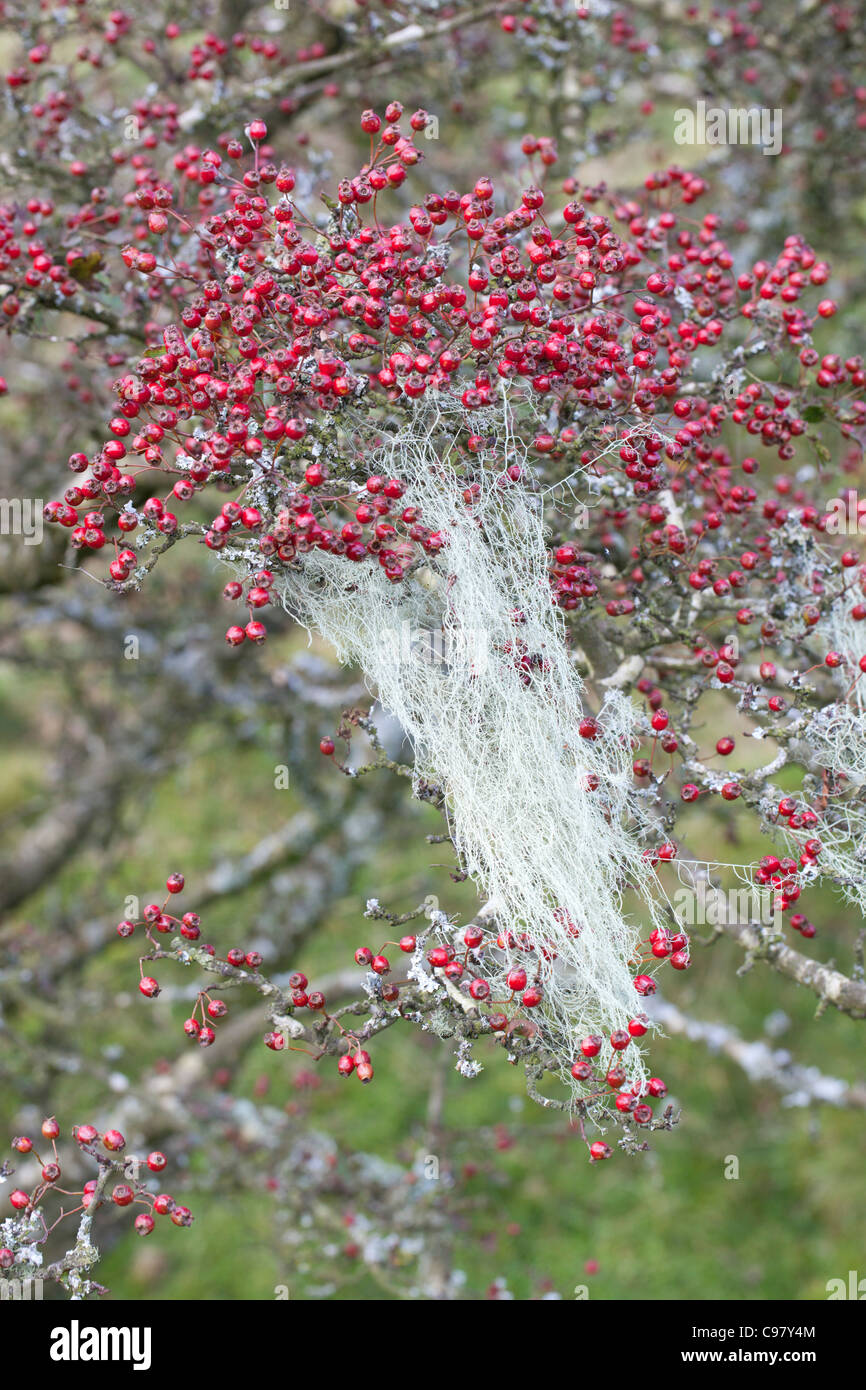 String of Sausages Lichen; Usnea articulata; on Hawthorn Tree; Cornwall UK Stock Photo