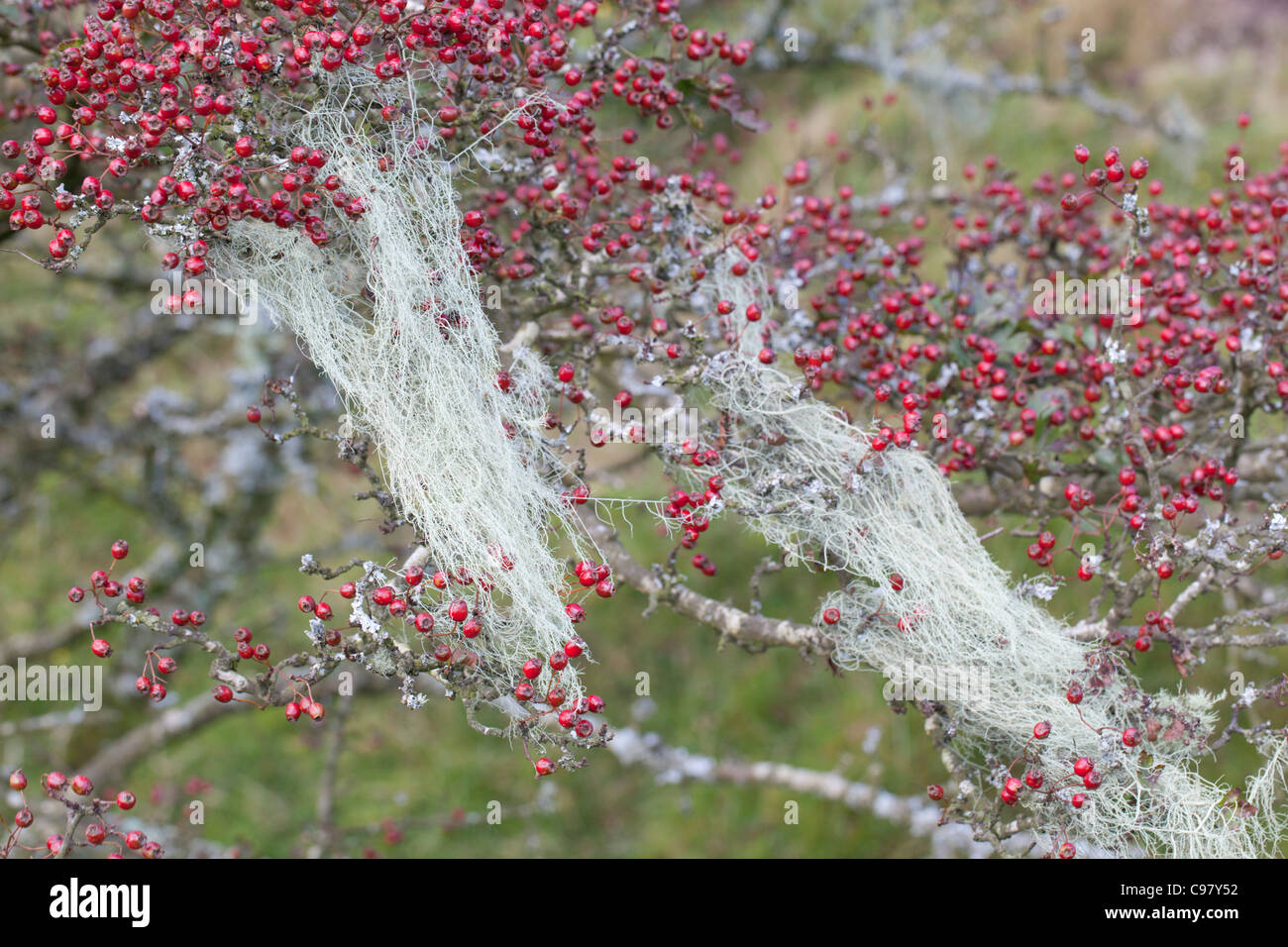String of Sausages Lichen; Usnea articulata; on Hawthorn Tree; Cornwall UK Stock Photo
