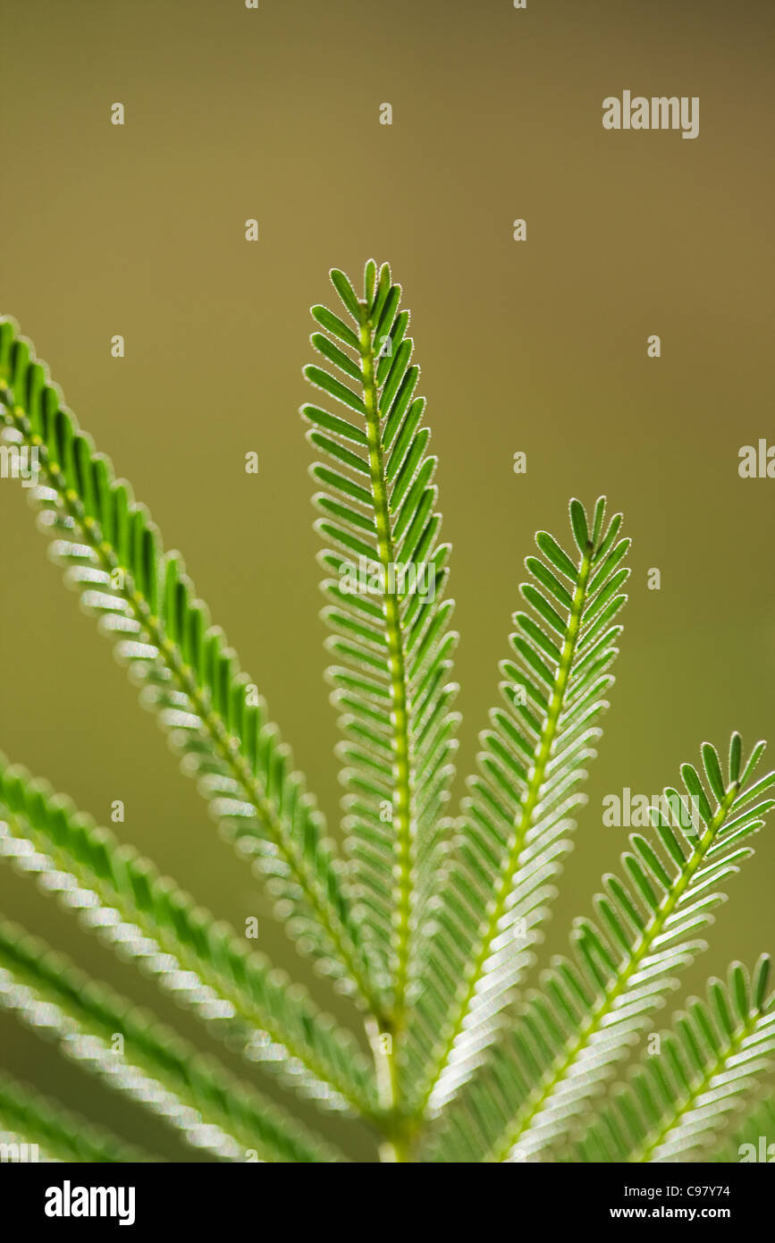 Close-up of a green composite leaf Stock Photo