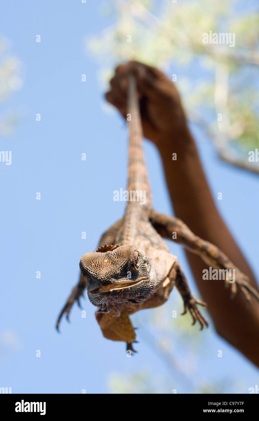 Frill-necked Lizard (Chlamydosaurus kingii).  Kakadu National Park, Northern Territory, Australia Stock Photo