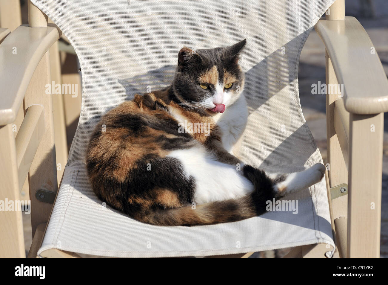 Stray Cafe High Resolution Stock Photography and Images - Alamy