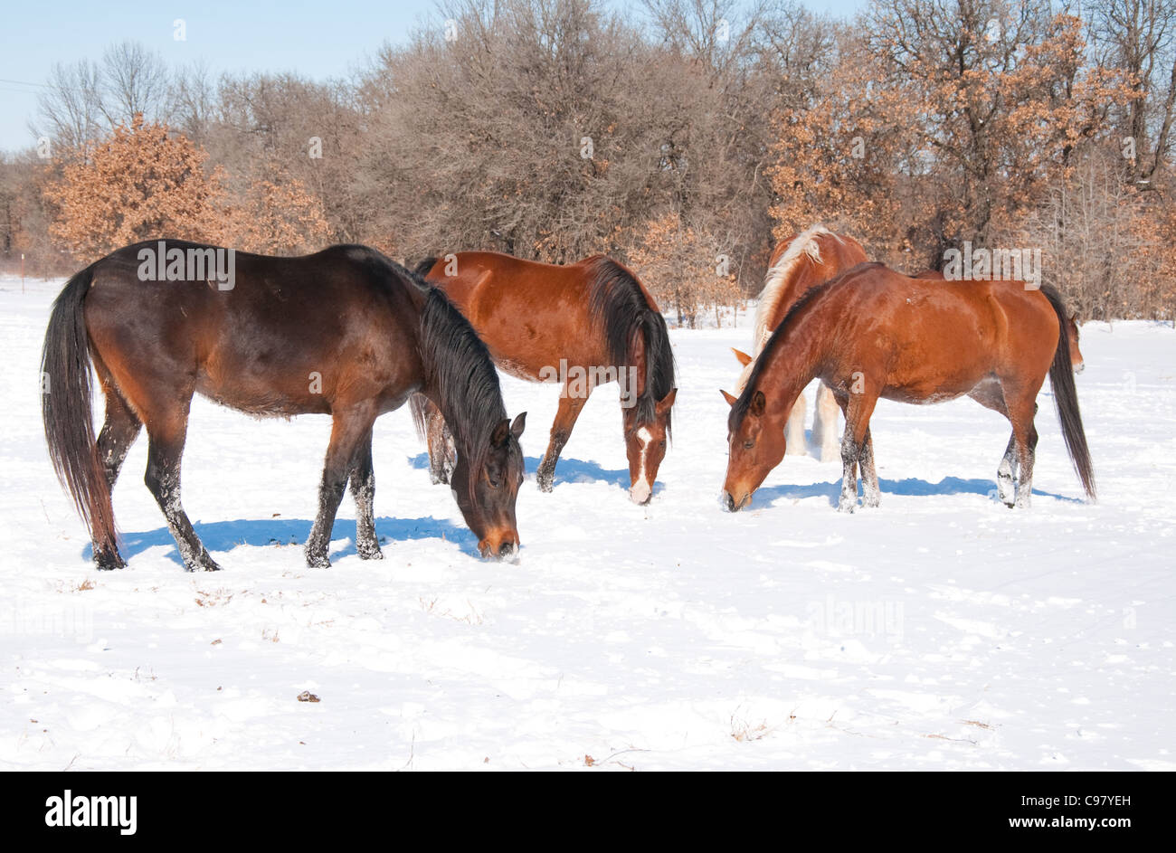 Group of horses nibbling on grass sticking through snow on a cold bright winter day Stock Photo