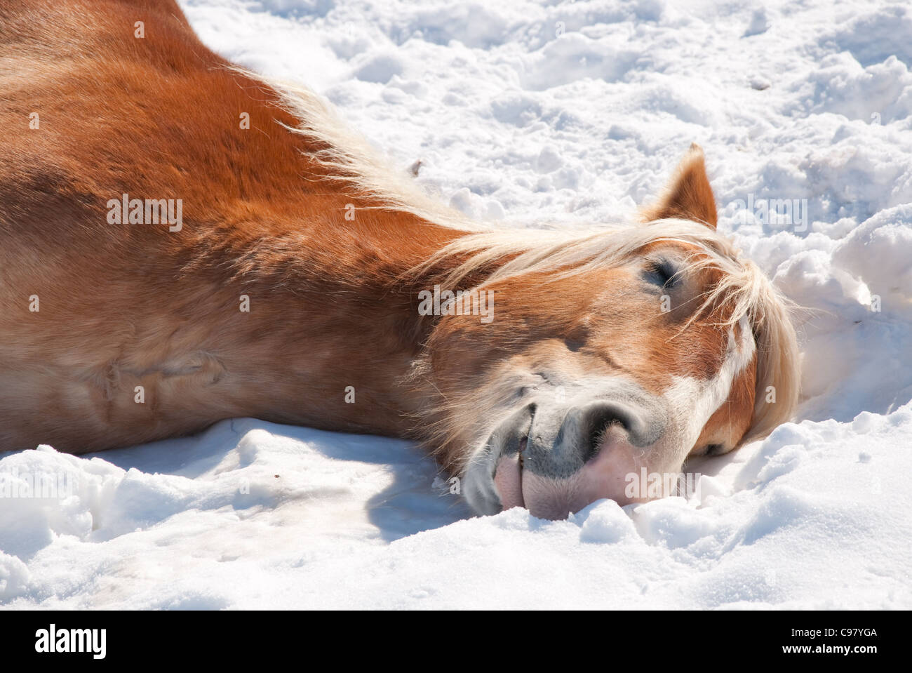 Horse lying down hires stock photography and images Alamy