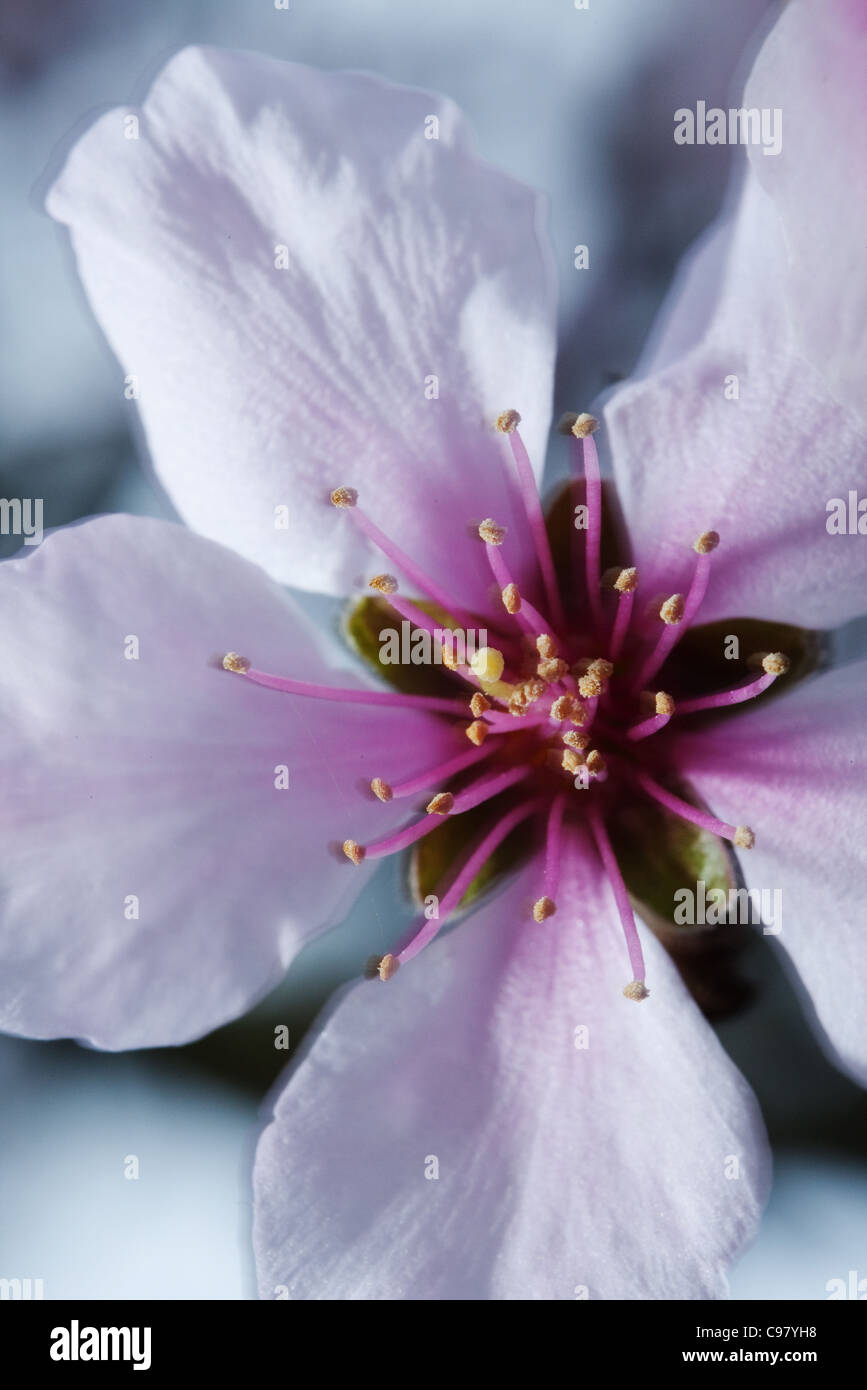 Pink flower close-up Stock Photo