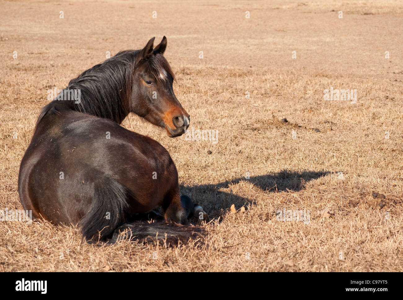 Dark bay Arabian horse resting in dry grass, lying down Stock Photo Alamy