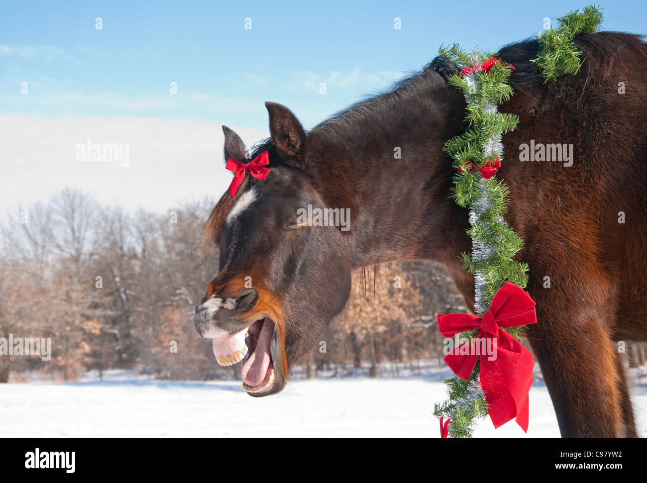 Comical image of a dark bay horse yawning while wearing a bright Christmas wreath and a bow with winter background Stock Photo