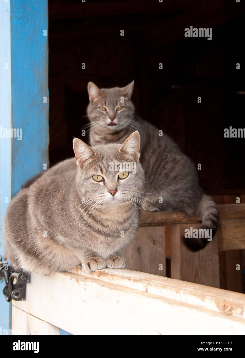 Two beautiful blue tabby cats resting at a barn door Stock Photo
