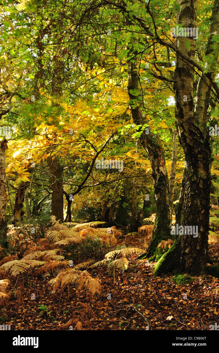 Slepe Copse near Corfe Castle, Dorset, UK Stock Photo