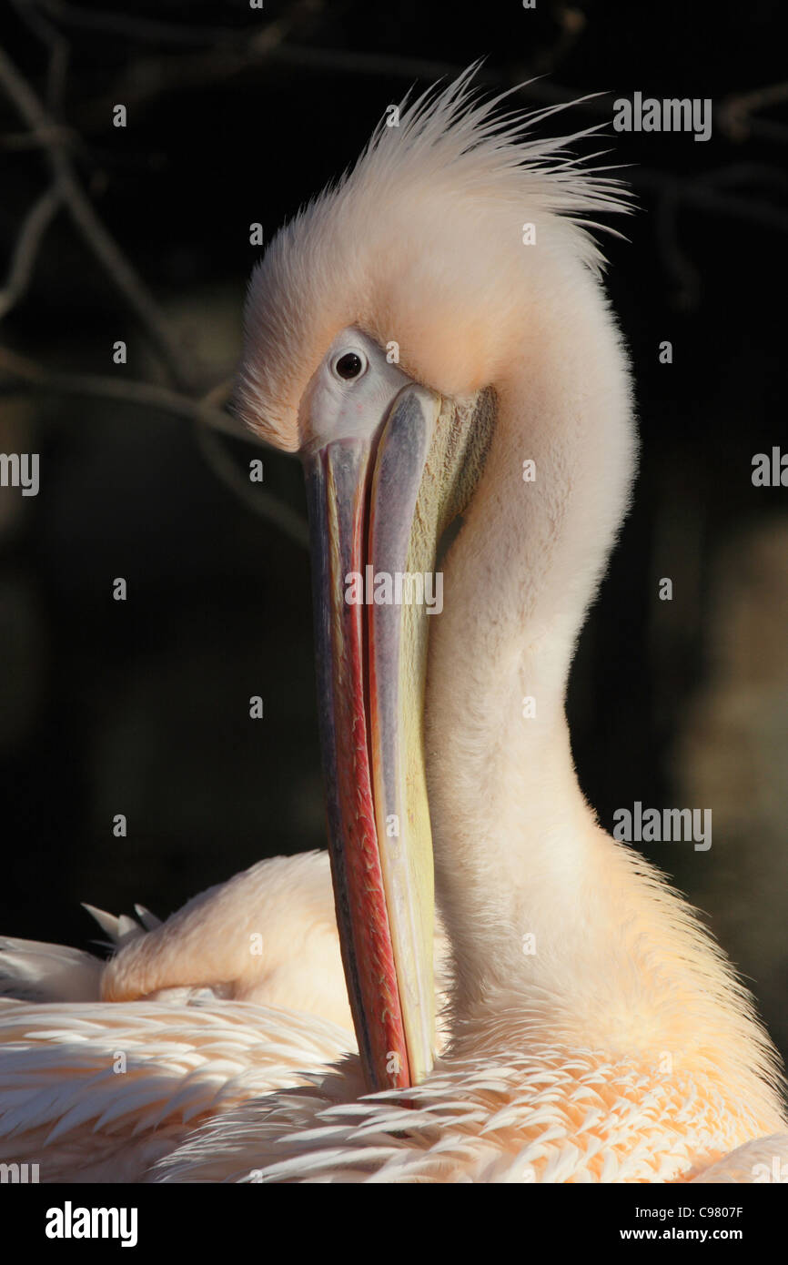 Close up of a Pelican (Pelecanus onocrotalus) Stock Photo