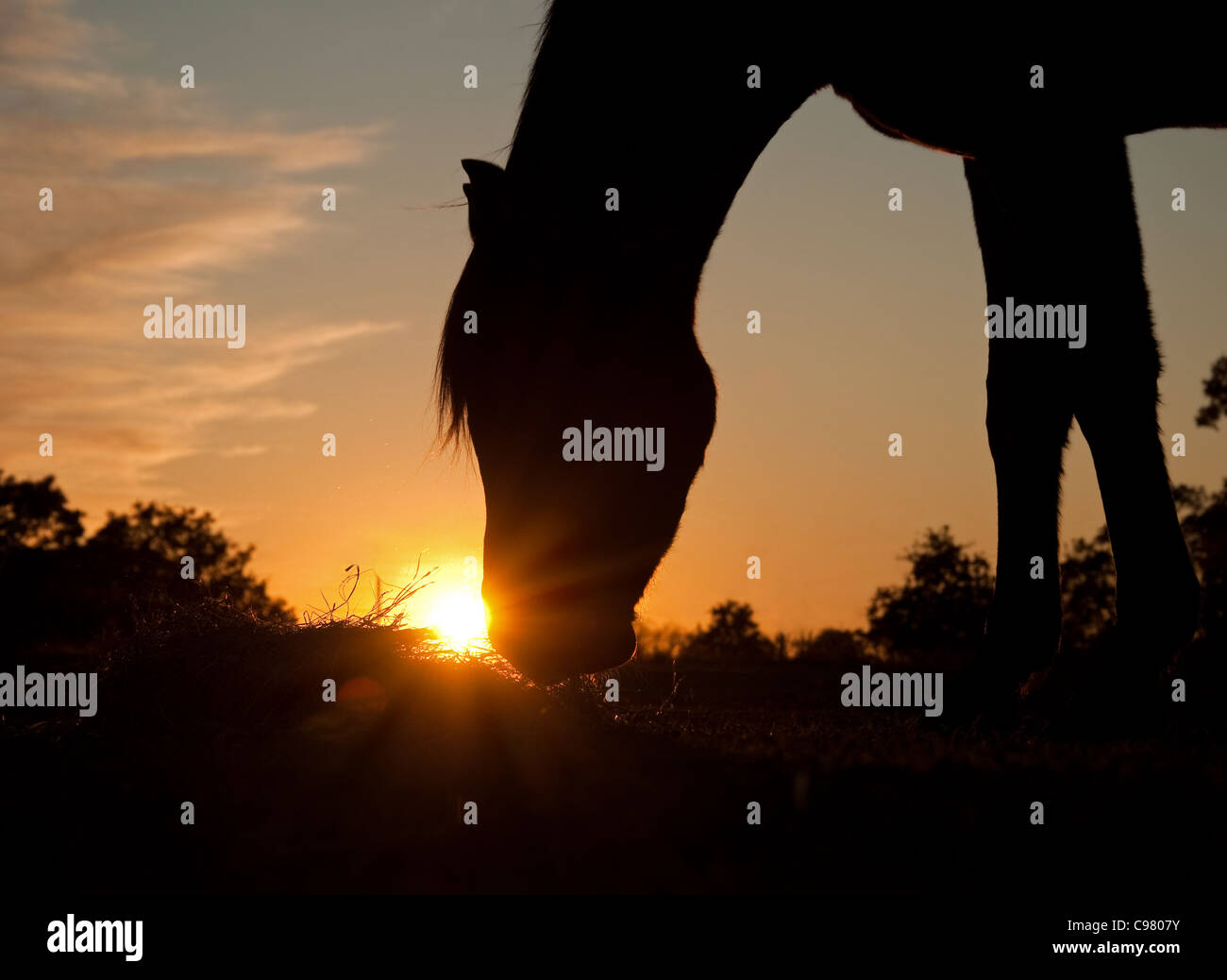 Silhouette of a horse eating hay in the pasture, with a sunburst of a setting sun Stock Photo