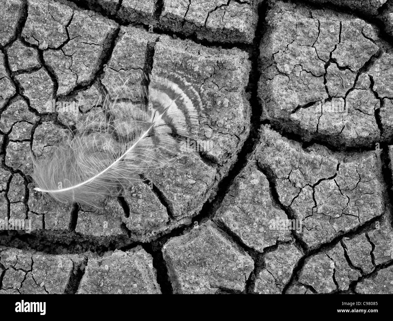 Close up of feather in cracked mud. John Day Fossil Beds National Monument. Oregon Stock Photo