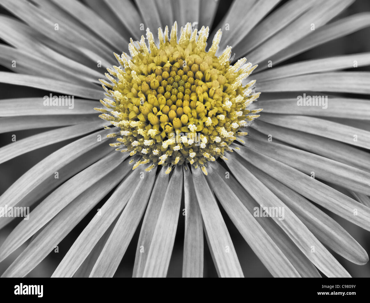Close up of Doronicum flower. Oregon Stock Photo