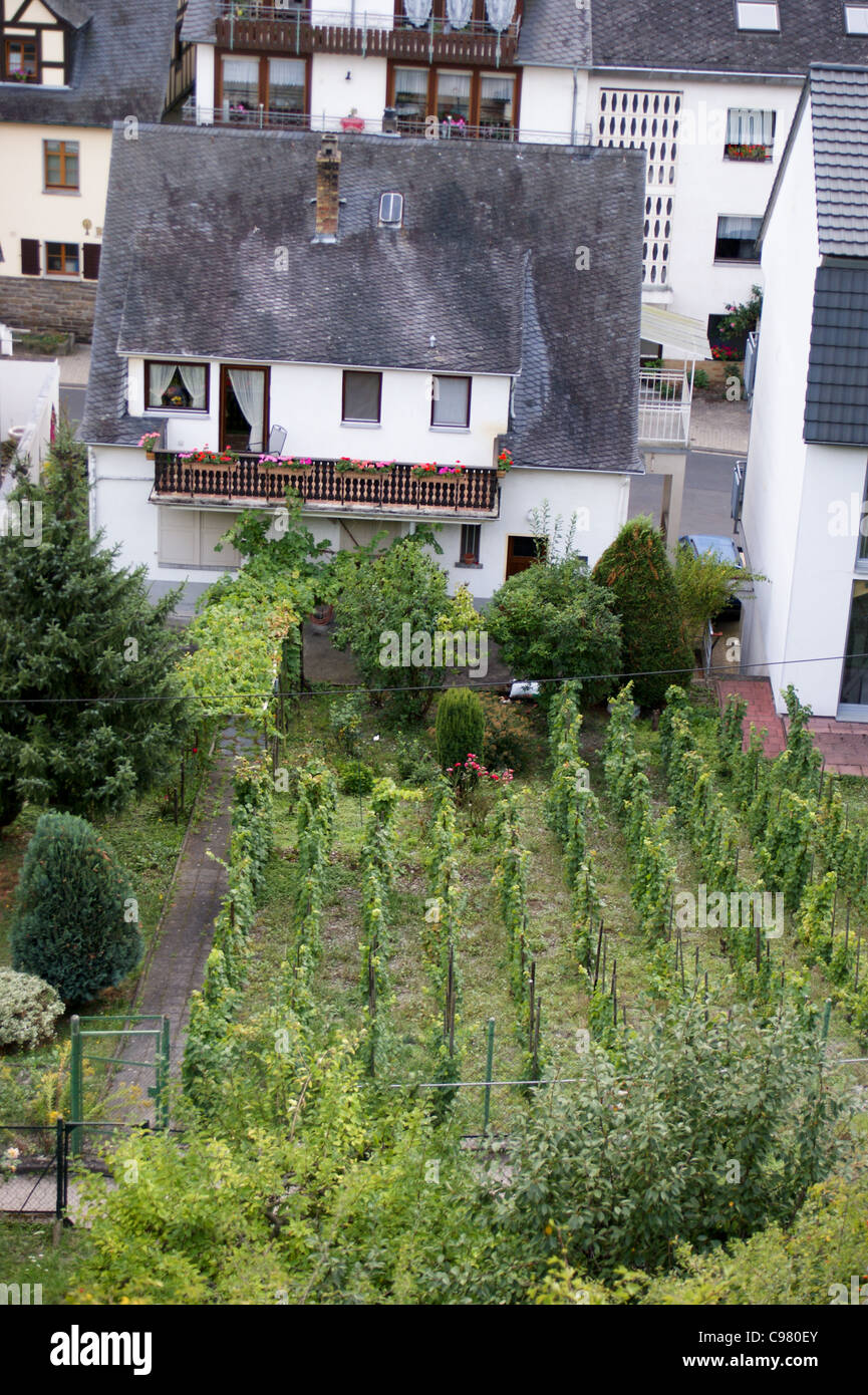 Riesling vines in a domestic garden, Oberwesel, Mittelrhein, Rheinland-Pfalz, Germany Stock Photo