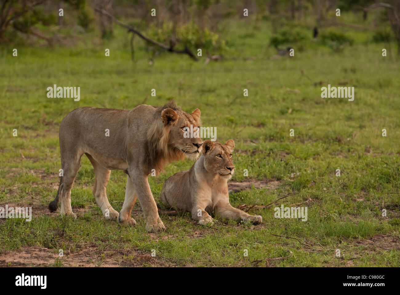 Young male Lion and lioness Stock Photo