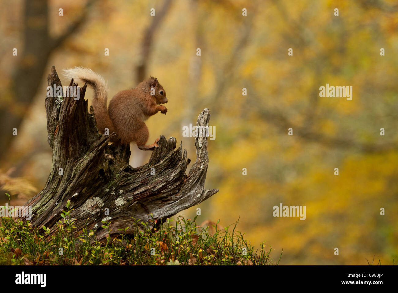 Red Squirrel sitting on tree stump amongst Autumn colored foliage Stock Photo