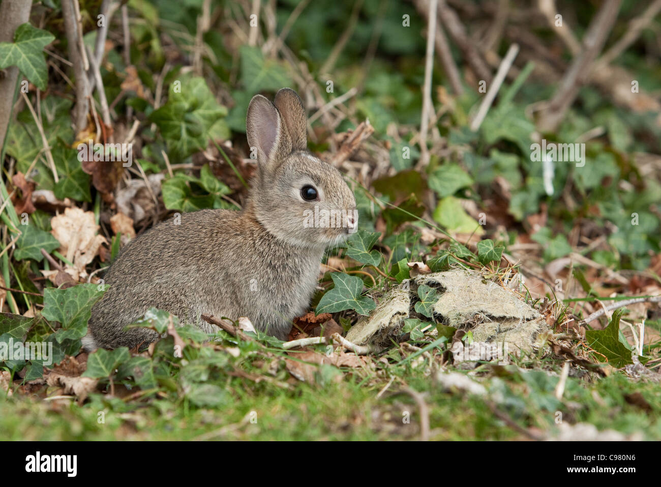 Cute baby bunny hi-res stock photography and images - Alamy