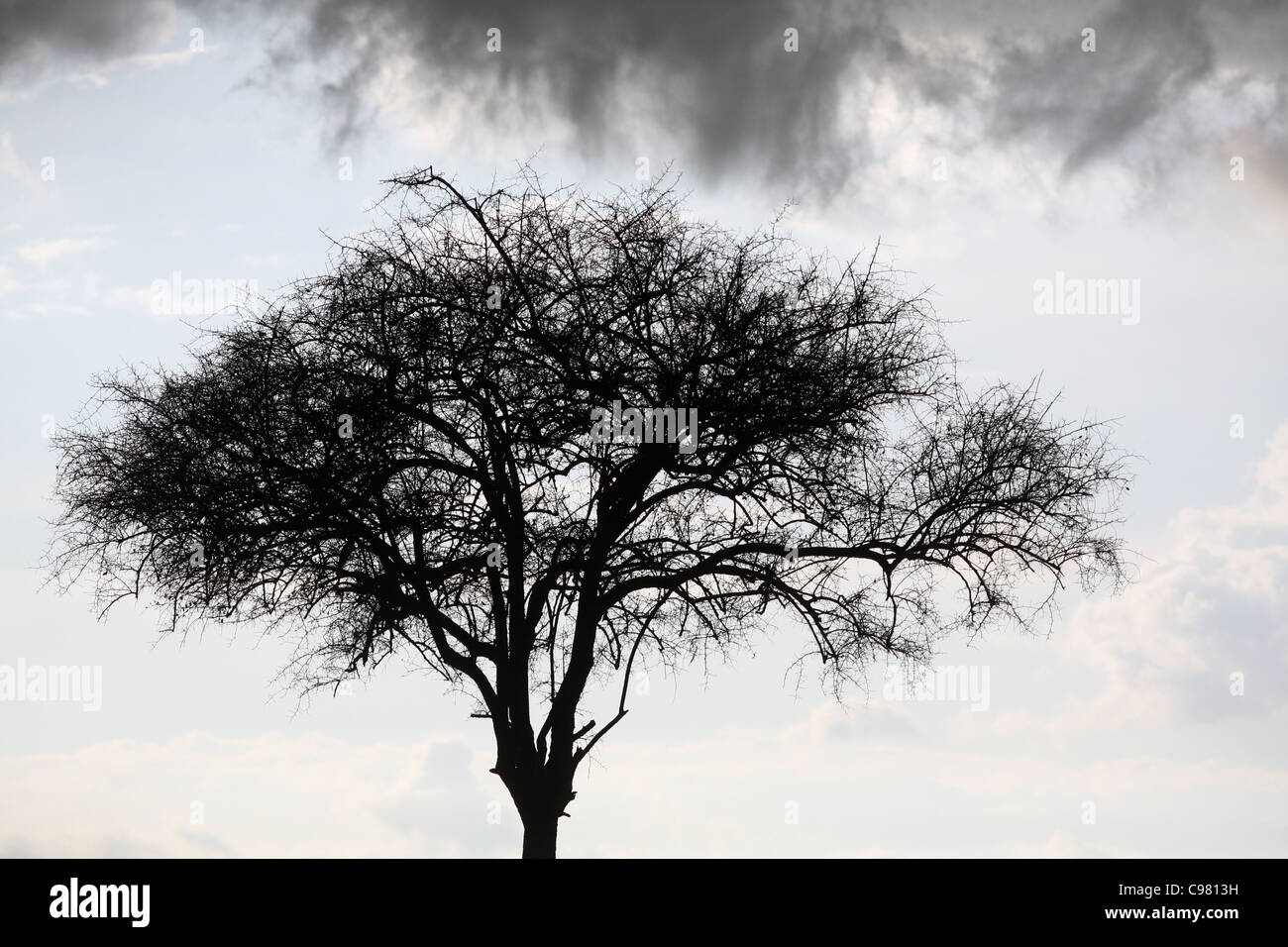 Umbrella Acacia Tree and rain cloud, Masai Mara National Reserve, Kenya