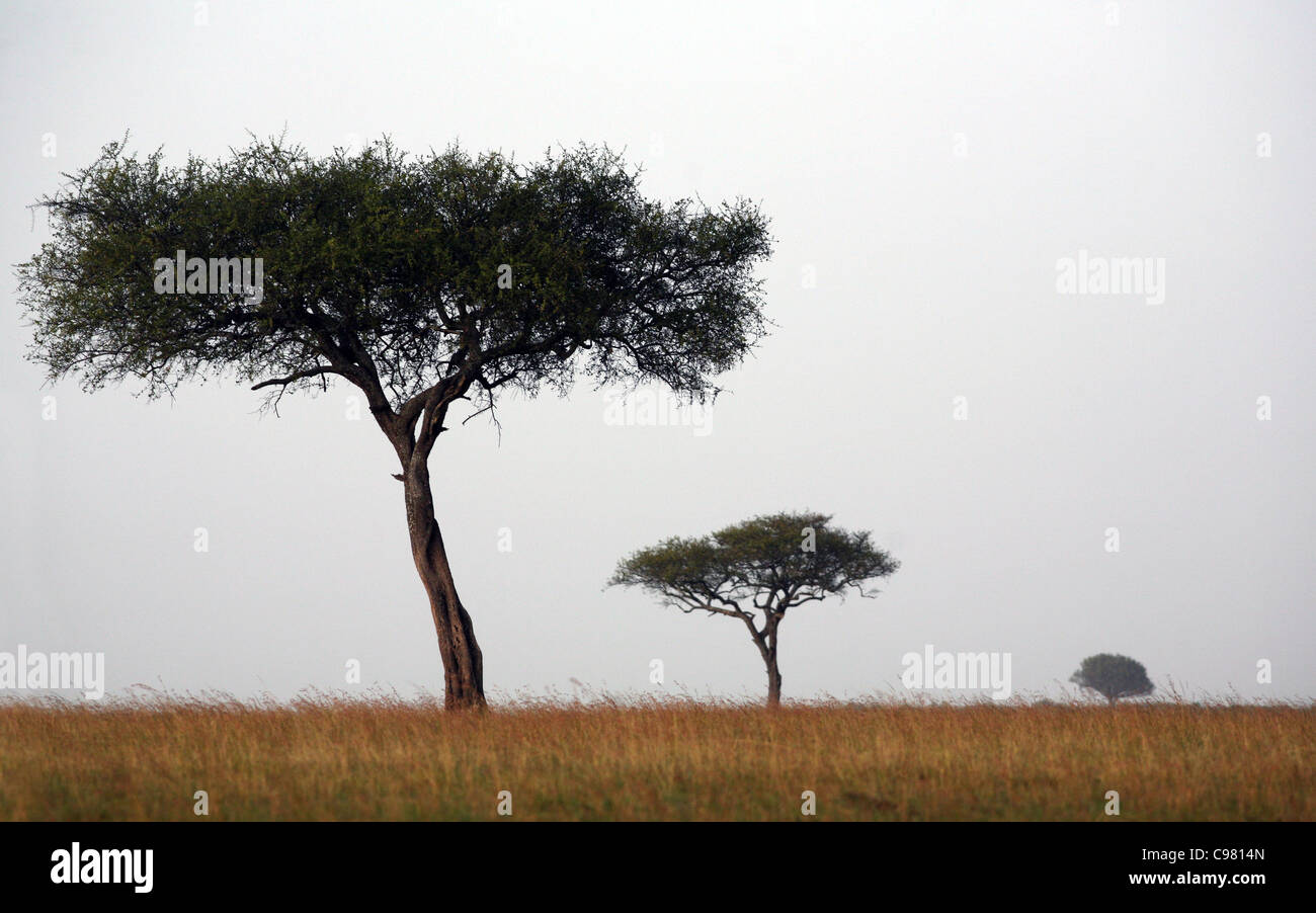 Umbrella Acacia Trees, Masai Mara National Reserve, Kenya, East Africa Stock Photo Alamy