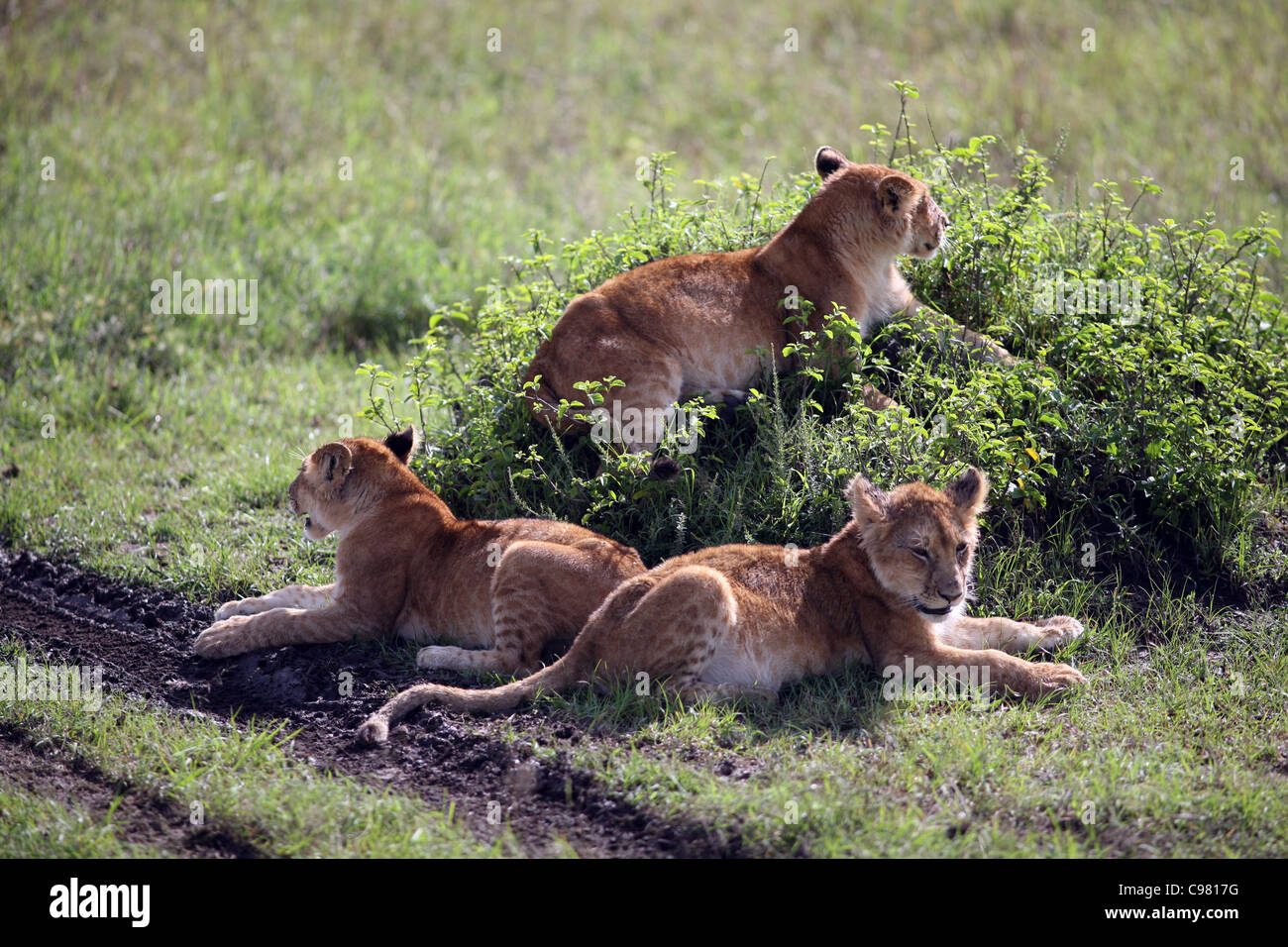 Three lion cubs, Masai Mara, Kenya. Stock Photo