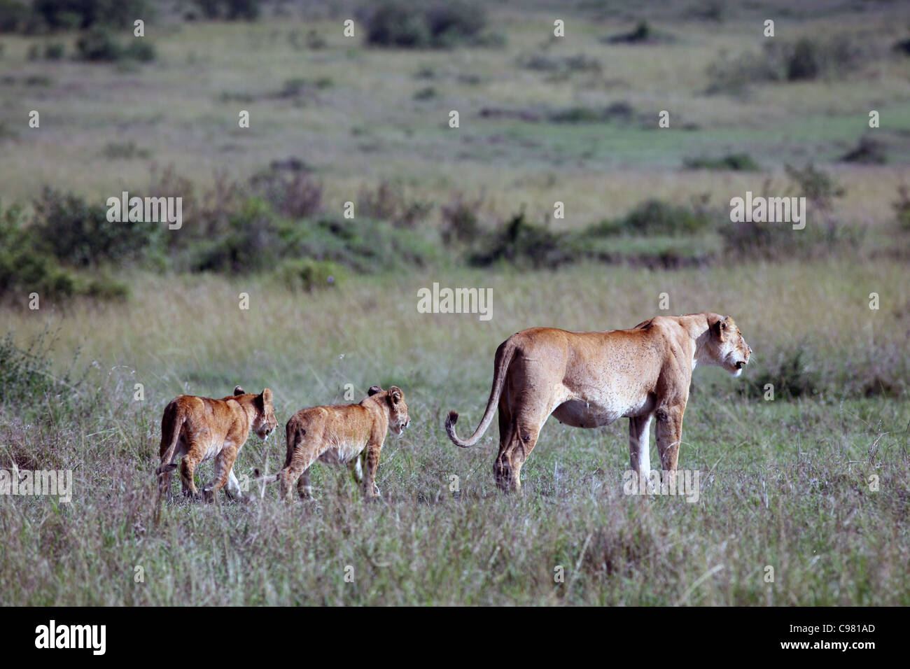 Lioness and two cubs, Masai Mara, Kenya. Stock Photo