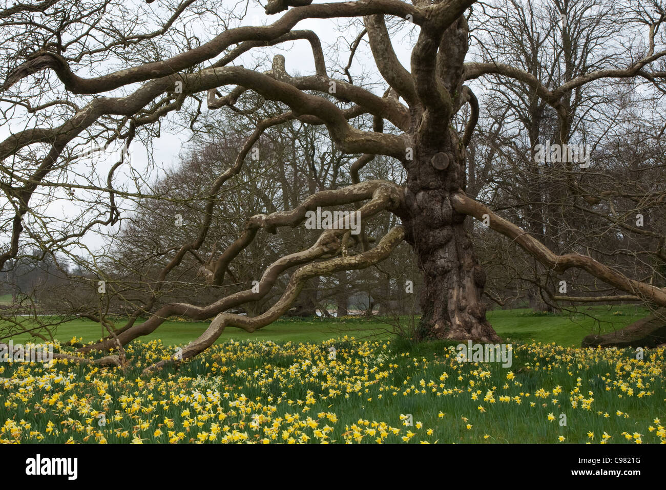 Old tree and daffodils on the grounds at Blickling Hall, birthplace of