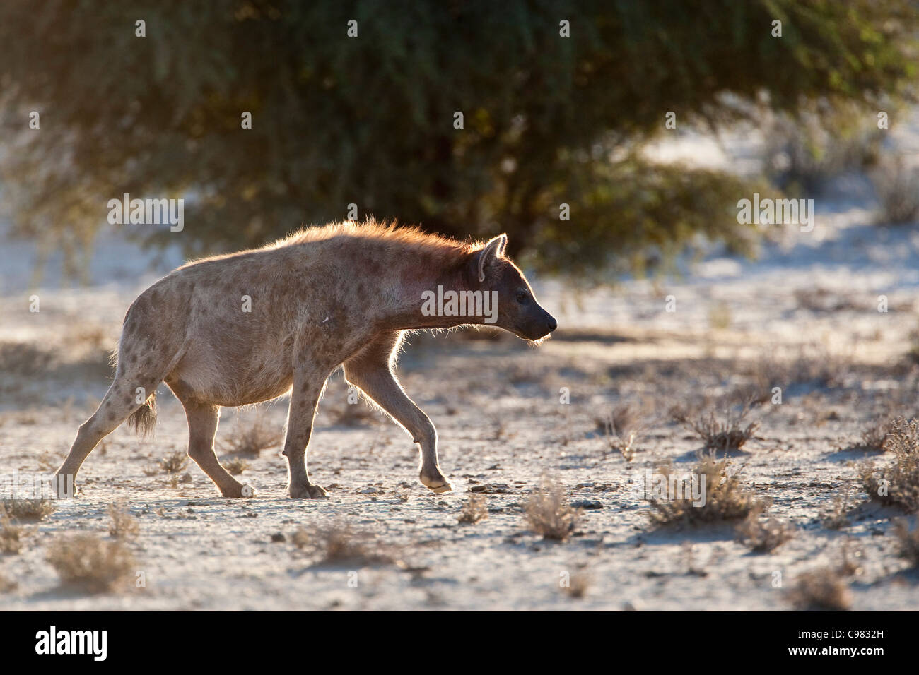 Spotted hyena walking in Nossob Riberbed (Crocuta crocuta) Stock Photo