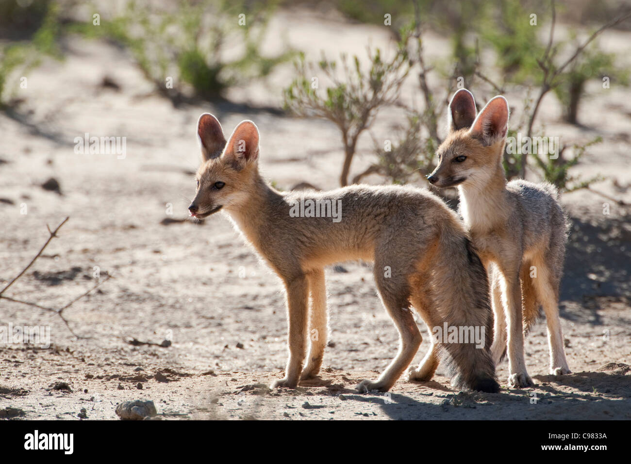 Two young Cape foxes (Vulpes chama) Stock Photo