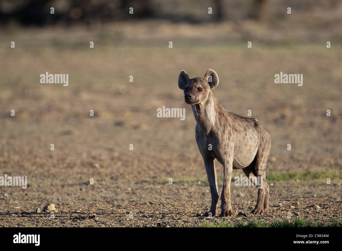 Spotted hyena standing tall (Crocuta crocuta) Stock Photo