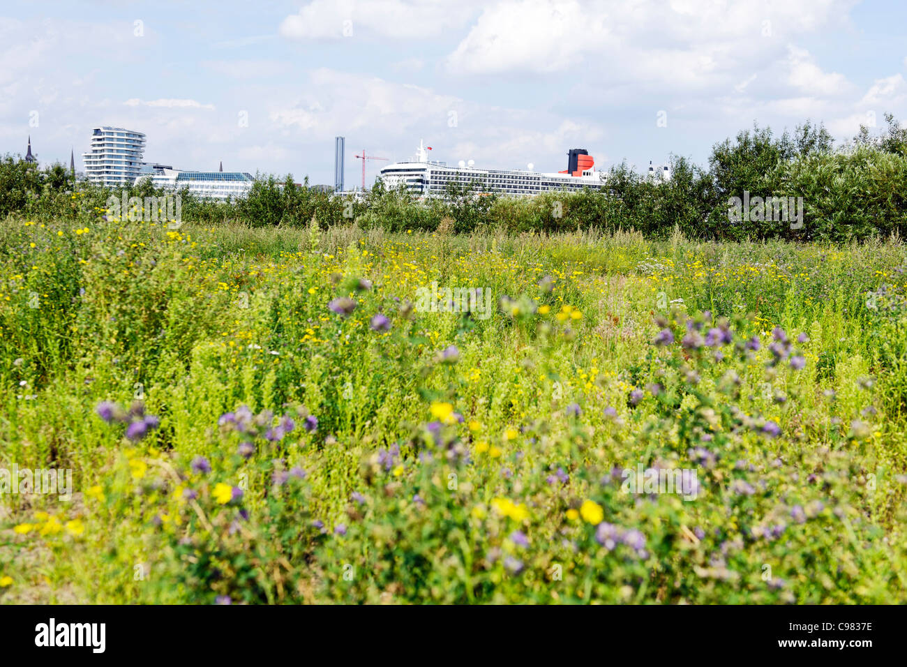 Passenger ship Queen Mary 2 behind a meadow at port of Hamburg, Hanseatic city of Hamburg, Germany, Europe Stock Photo