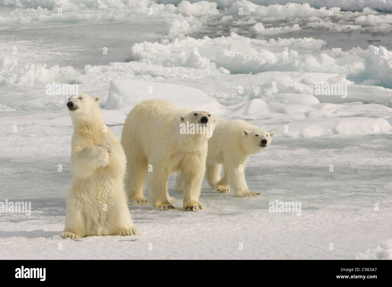 Polar Bear Hind Legs Stock Photos & Polar Bear Hind Legs Stock Images