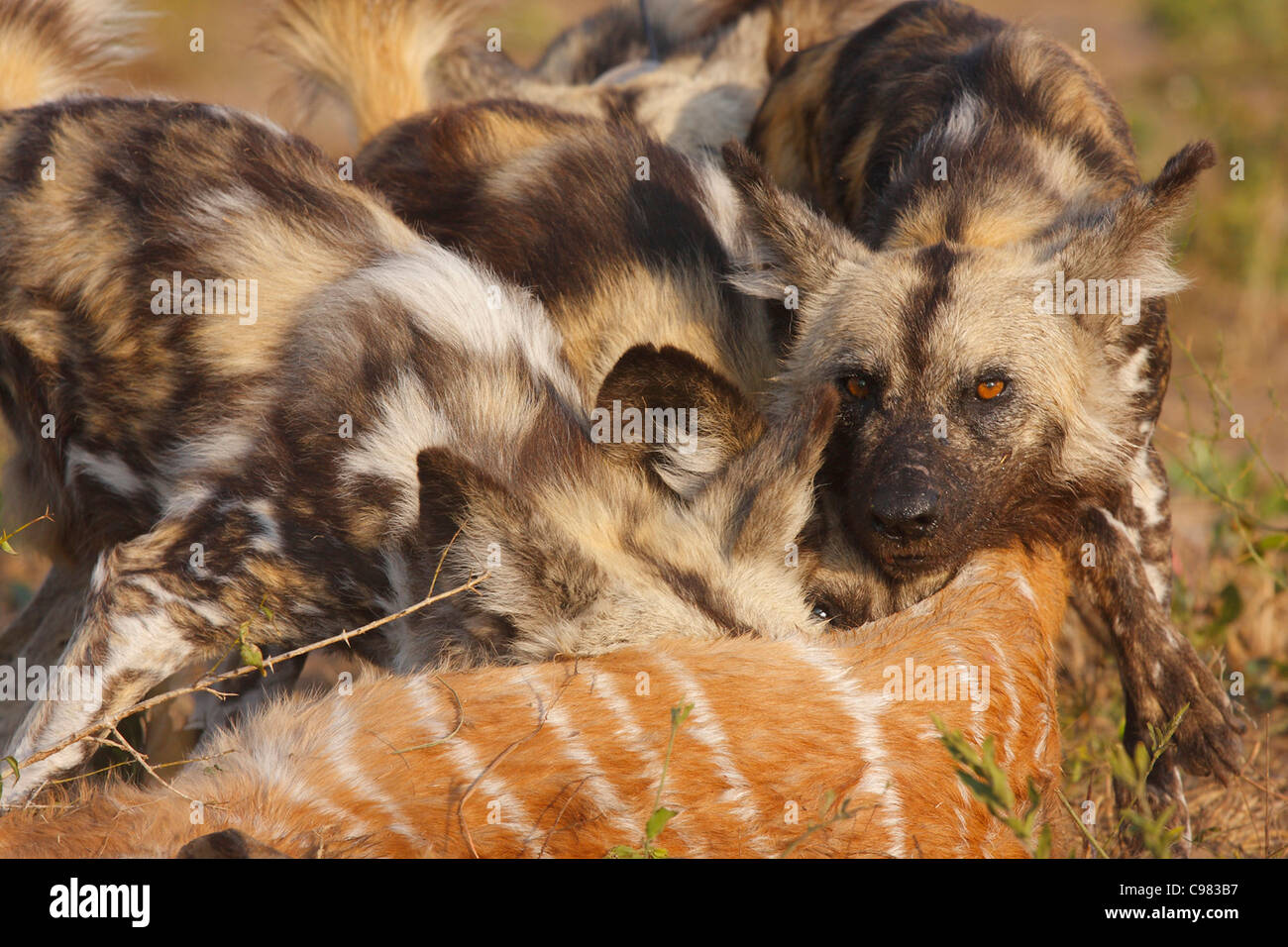 Wild dog pack on Nyala kill Stock Photo
