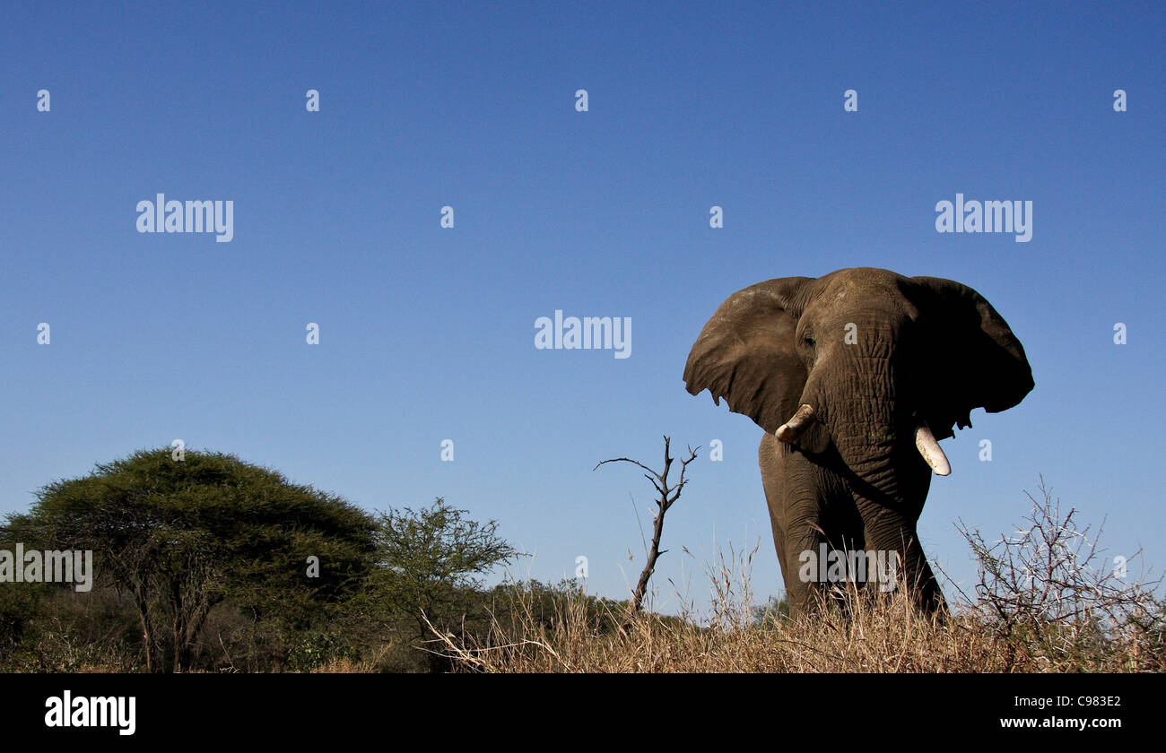 Low angle view frontal hi res stock photography and images Alamy