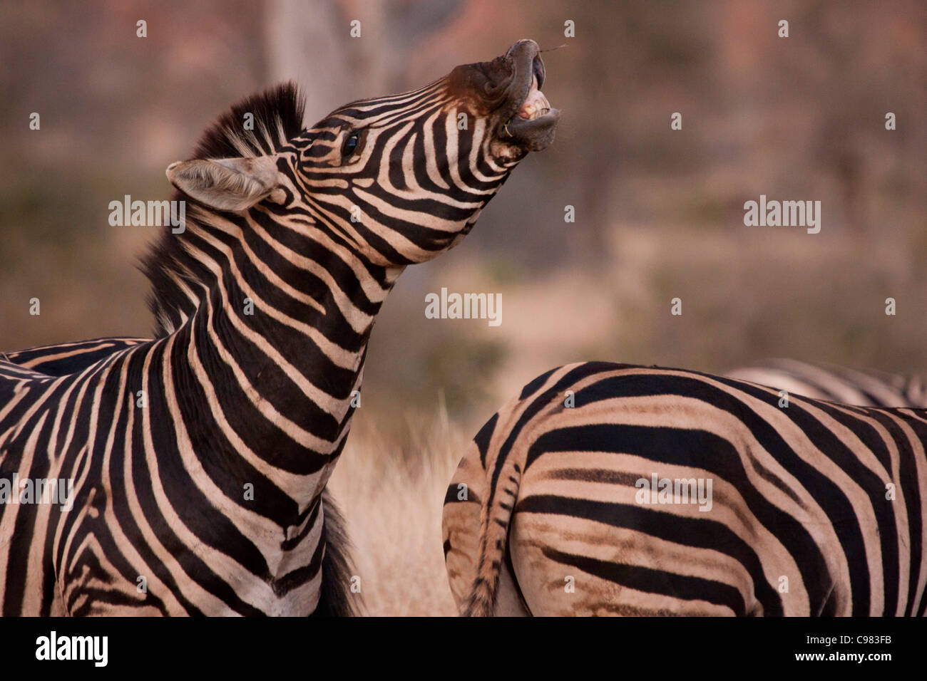 Zebra displaying flehmen Stock Photo