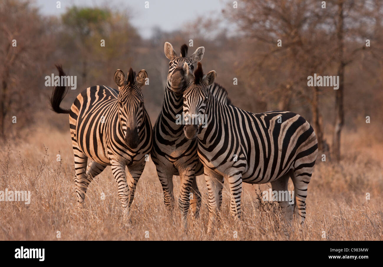 Three Zebra huddled together in dry grass Stock Photo