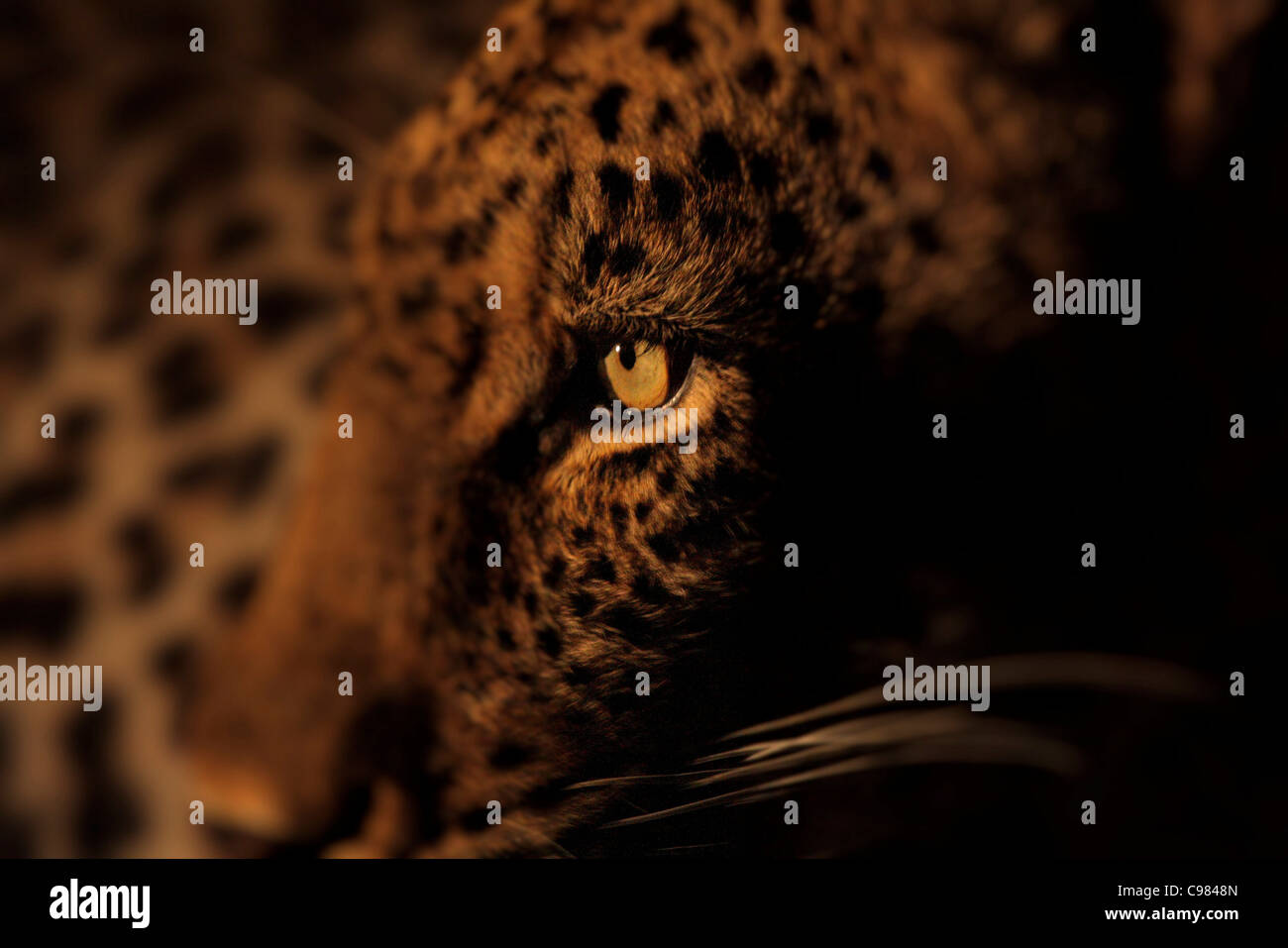 Tight Photo Of The Eye Of A Leopard In Warm Light Stock - 