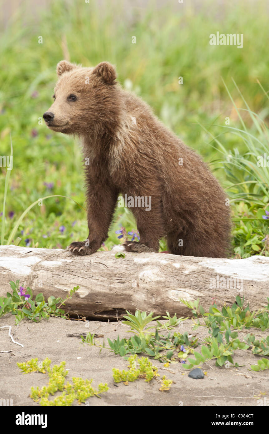 Cubbie bear hi-res stock photography and images - Alamy