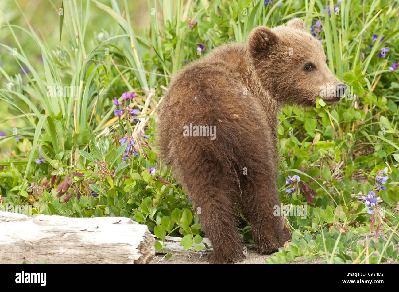 Stock photo of an Alaskan coastal brown bear cub standing by a log in a ...