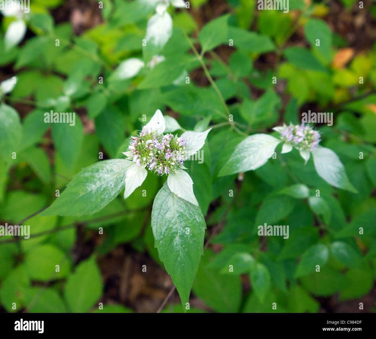 Hoary Mountain Mint (Pycnanthemum incanum) Stock Photo