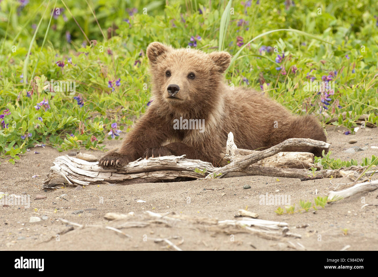 Stock photo of an Alaskan coastal brown bear cub laying on a piece of driftwood. Stock Photo