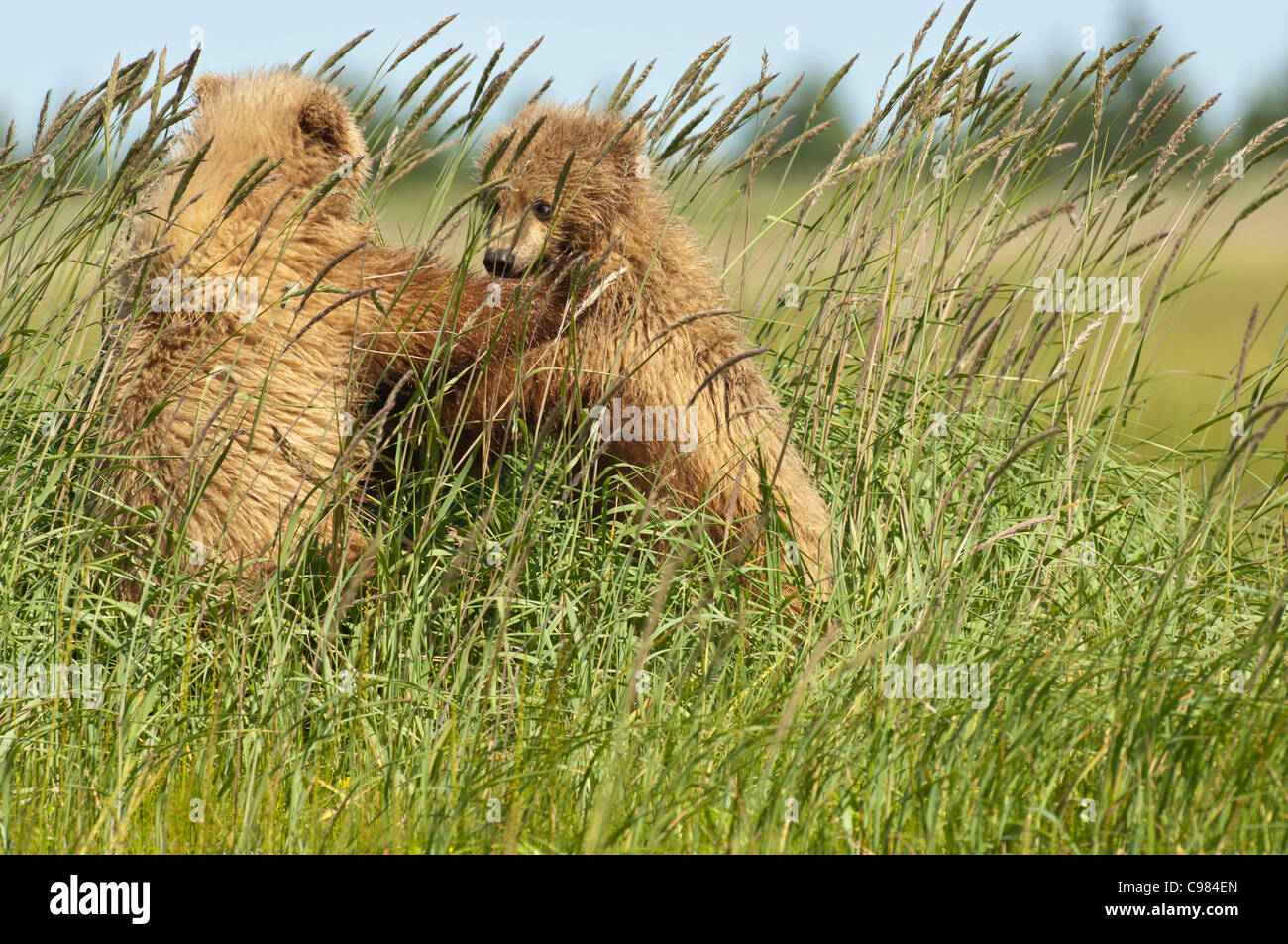 Stock photo of two alaskan brown bear cubs playing in tall grass Stock ...