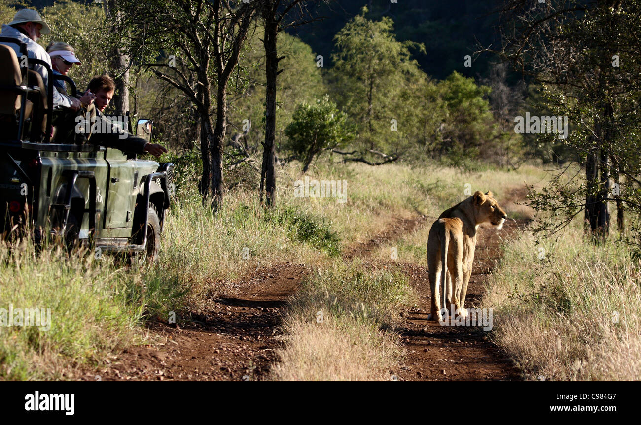 Tourists watching lion  from game viewing vehicle Stock Photo