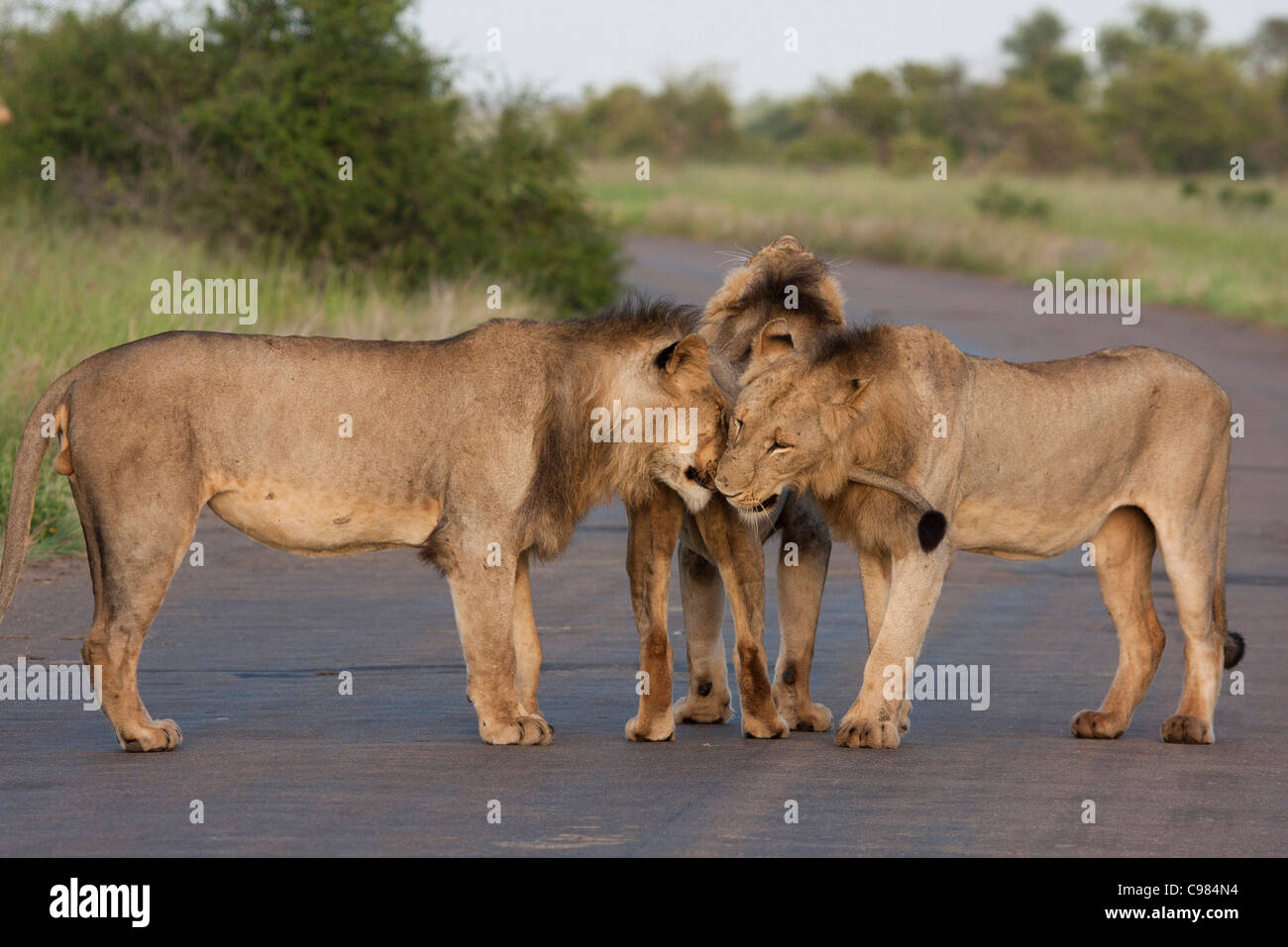 Young male Lions standing in the road greeting each other