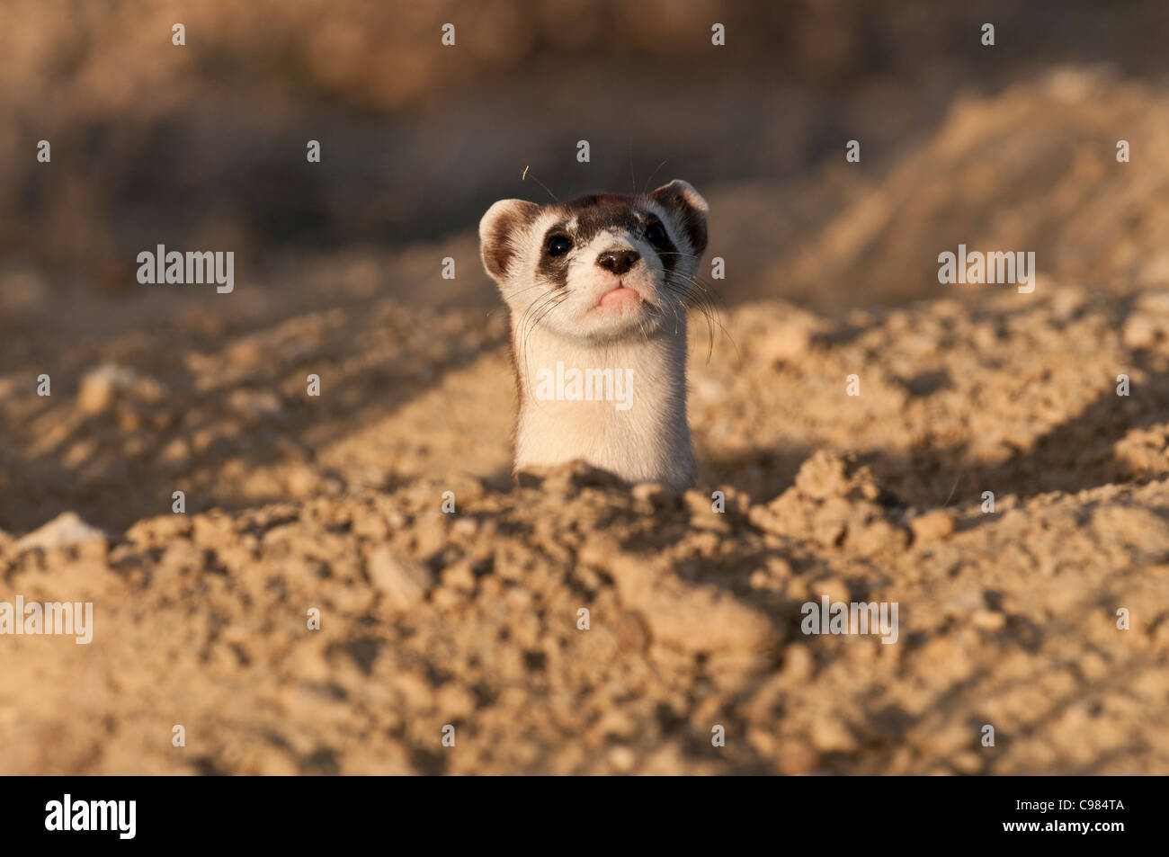 Stock photo of a wild black-footed ferret looking out from his burrow. Stock Photo