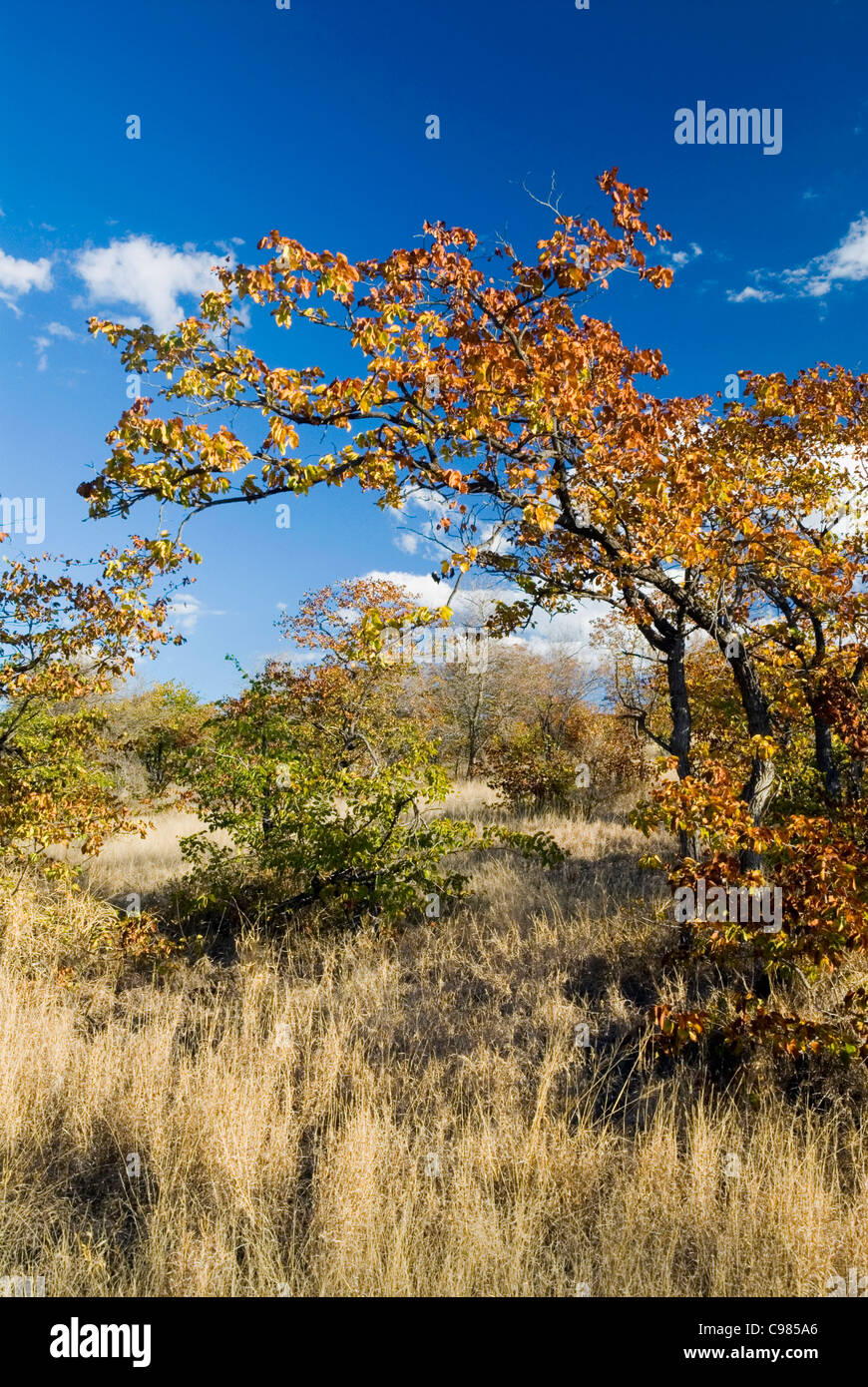 Autumn colours of mopane veld Stock Photo