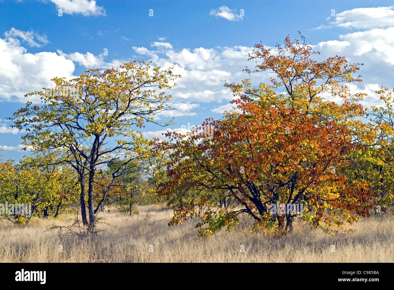 Autumn colours of mopane veld Stock Photo