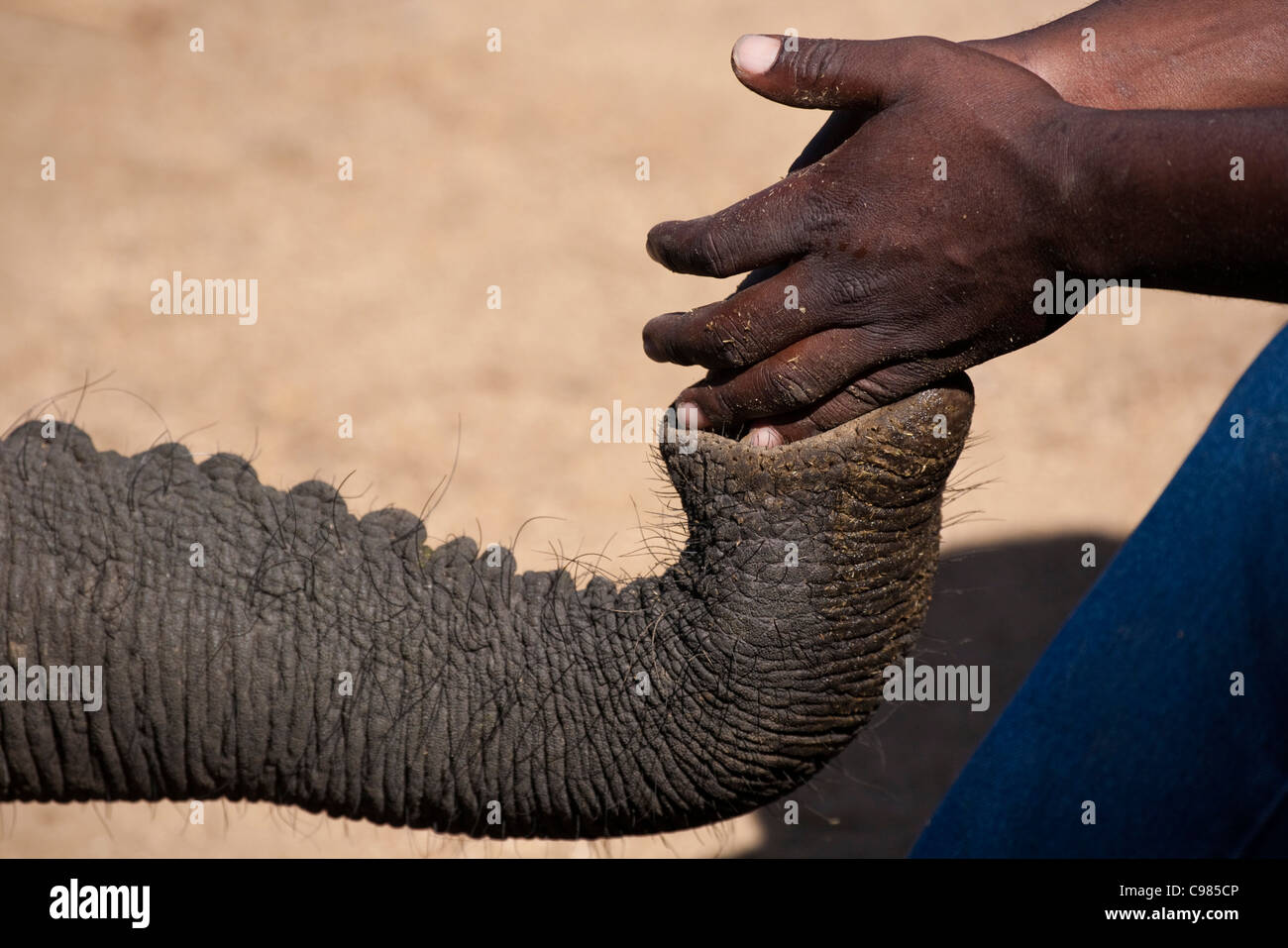 Close-up of handler's hands dropping food pellets into an elephant trunk as a positive re-enforcement reward for good behaviour Stock Photo