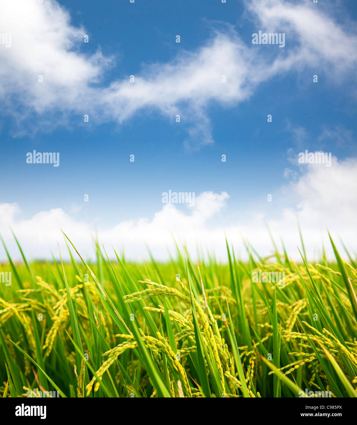 Paddy Rice Field With Cloud Background Stock Photo Alamy