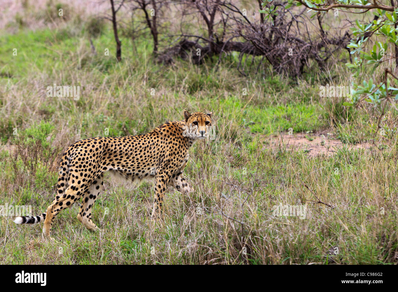 An adult Cheetah 'Acinonyx jubatus' walks through the scrub in the lowveld. Kruger National Park South Africa. Stock Photo