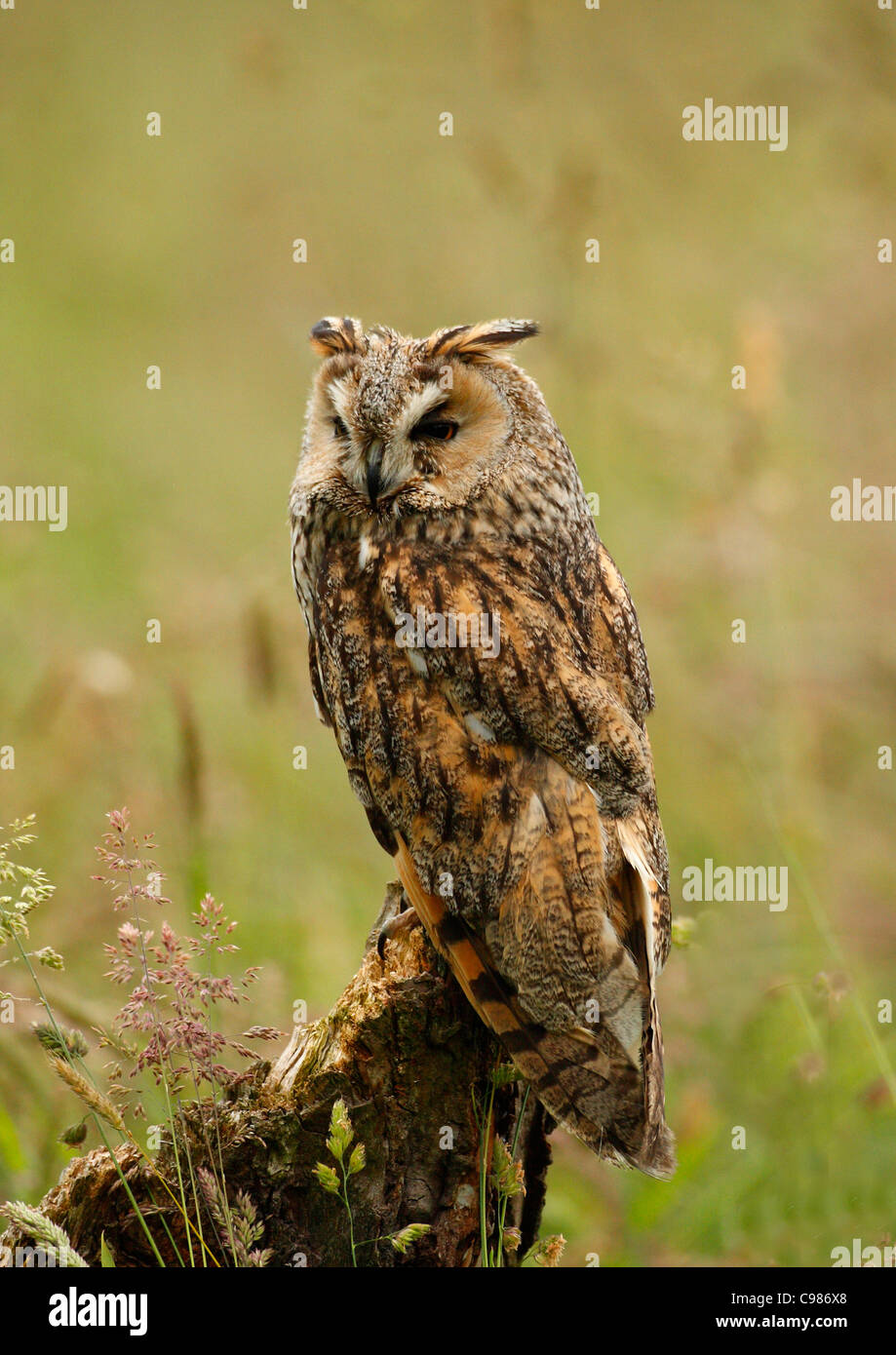 Long eared Owl on tree stump Stock Photo